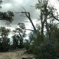 Links Tract Campground (recgovnpsdata) ico