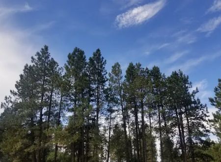 Bert Clancy Campground