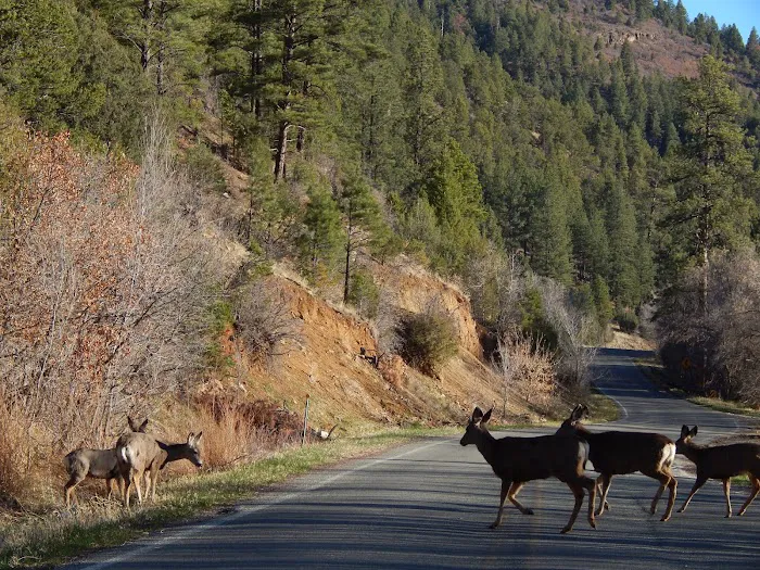 Santa Fe National Forest Field Tract Campground Picture 6