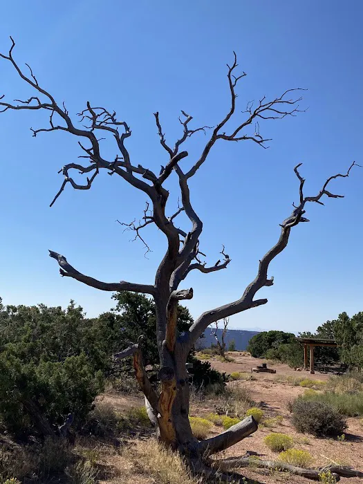 Island in the Sky (Willow Flat) Campground Picture 4