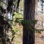 Whistler Campground