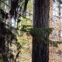 Whistler Campground ico