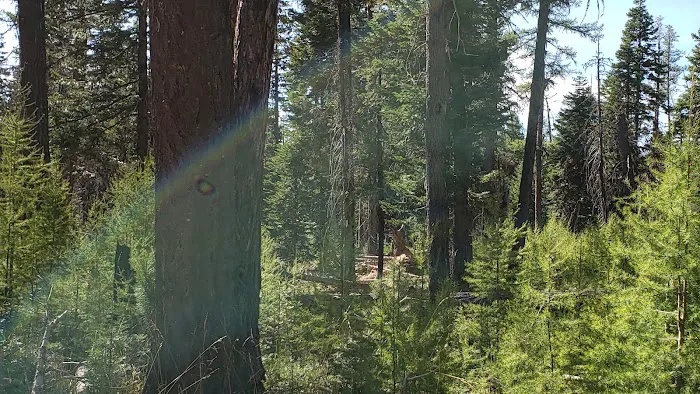 Whistler Campground Picture 4