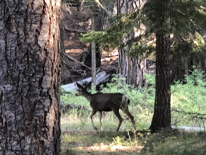 Ochoco Divide Campground Picture 1