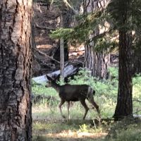 Ochoco Divide Campground ico