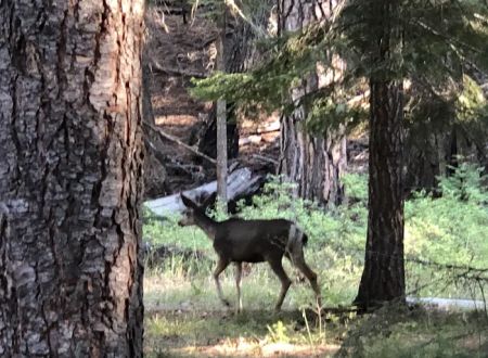 Ochoco Divide Campground