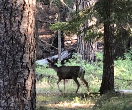 Ochoco Divide Campground