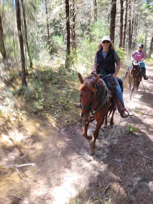 Wild Mare Horse Camp Picture 7