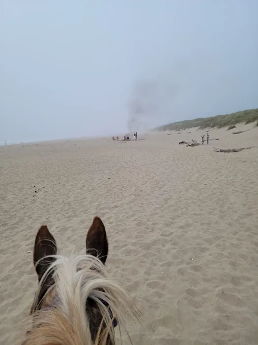 Wild Mare Horse Camp Picture 1