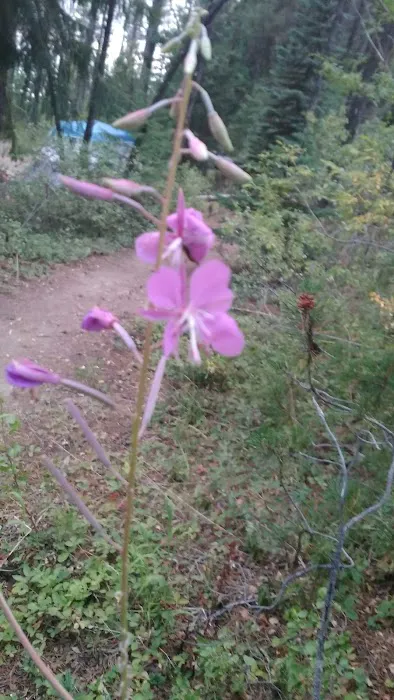 East Lemolo Campground Picture 4
