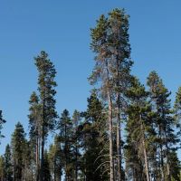 Contorta Flat Campground ico