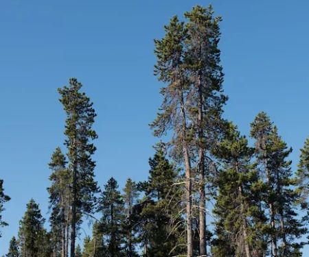 Contorta Flat Campground