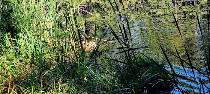 Lake in the Woods Campground Picture 2