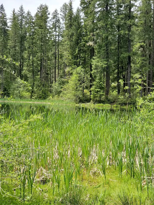 Lake in the Woods Campground Picture 10