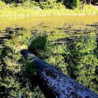 Lake in the Woods Campground ico