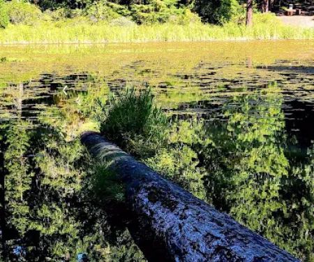 Lake in the Woods Campground
