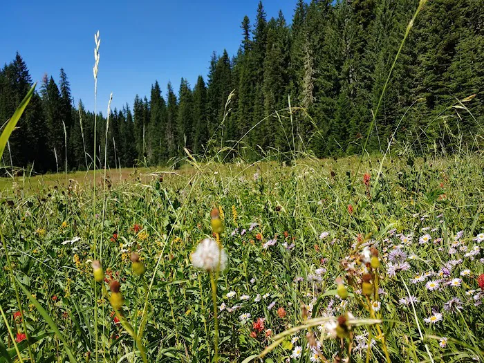Hemlock Lake Campground Picture 10