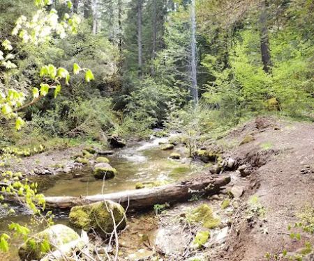 Camas Creek Forest Camp