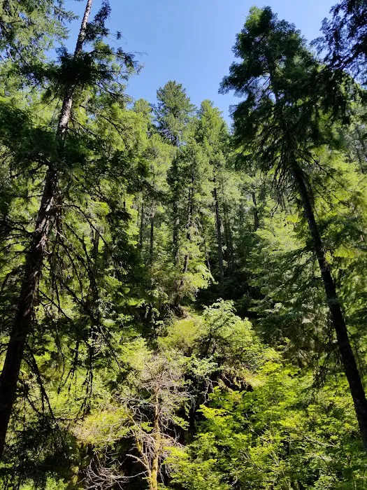 Camas Creek Forest Camp Picture 6