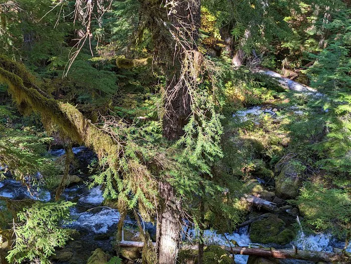Whitehorse Falls Campground Picture 9