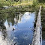 Clearwater Falls Campground (Lower)
