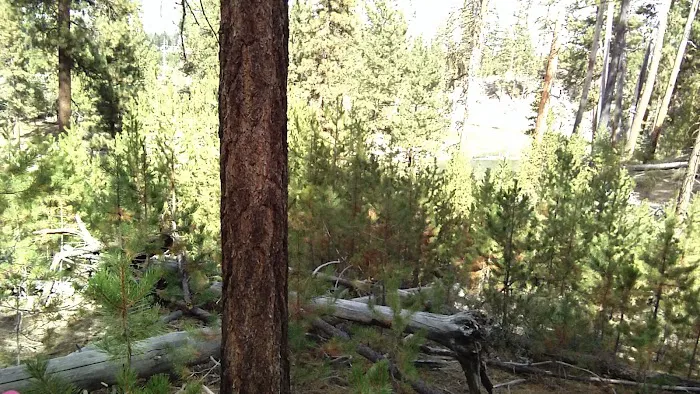 Pringle Falls Campground Picture 9