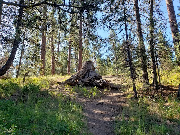 Pringle Falls Campground Picture 8