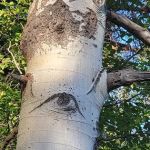 Crescent Creek Campground