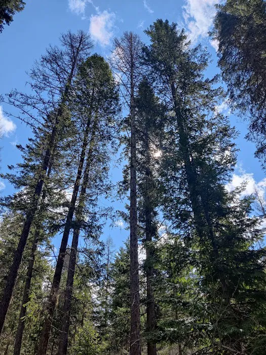 Gold Rush Campground Picture 9
