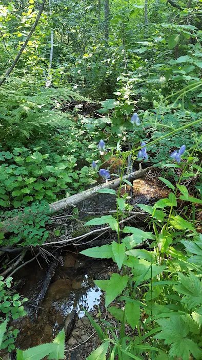Gold Rush Campground Picture 2