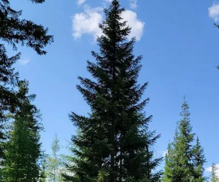 Pleasant Valley Campground