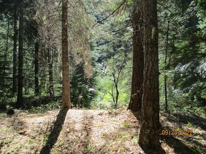 Fly Flat Campground Picture 4