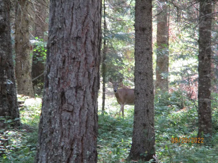 Fly Flat Campground Picture 3