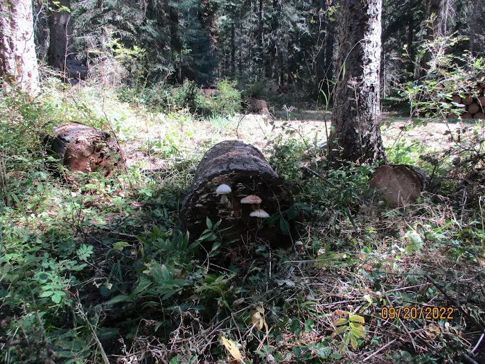 Fly Flat Campground Picture 6