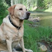 Spruce Tree Campground ico