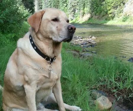 Spruce Tree Campground