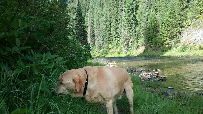Spruce Tree Campground Picture 5