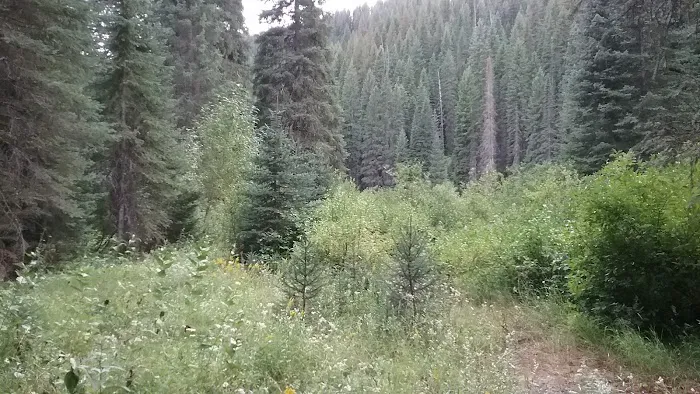 Spruce Tree Campground Picture 6
