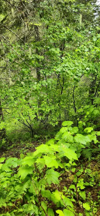 Isabella Creek Loop Picture 1
