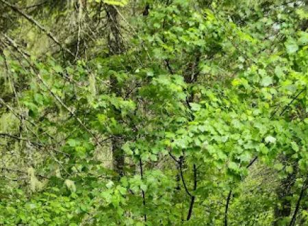 Isabella Creek Loop