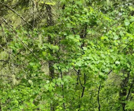 Isabella Creek Loop