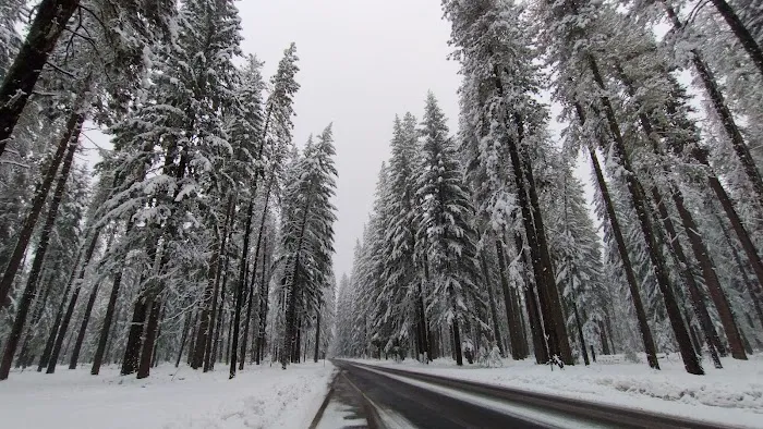 US Forestry Department Picture 5