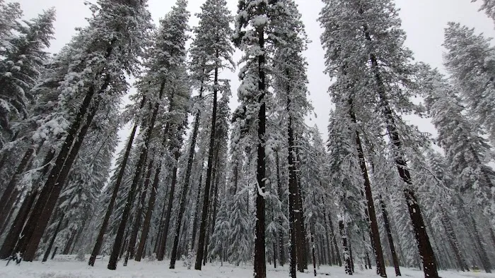 US Forestry Department Picture 1