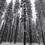 US Forestry Department
