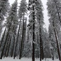US Forestry Department ico