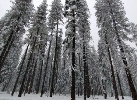 US Forestry Department