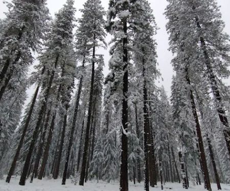 US Forestry Department