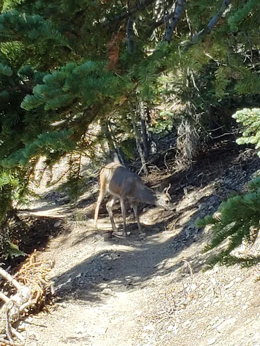 Mazama Campground Picture 7