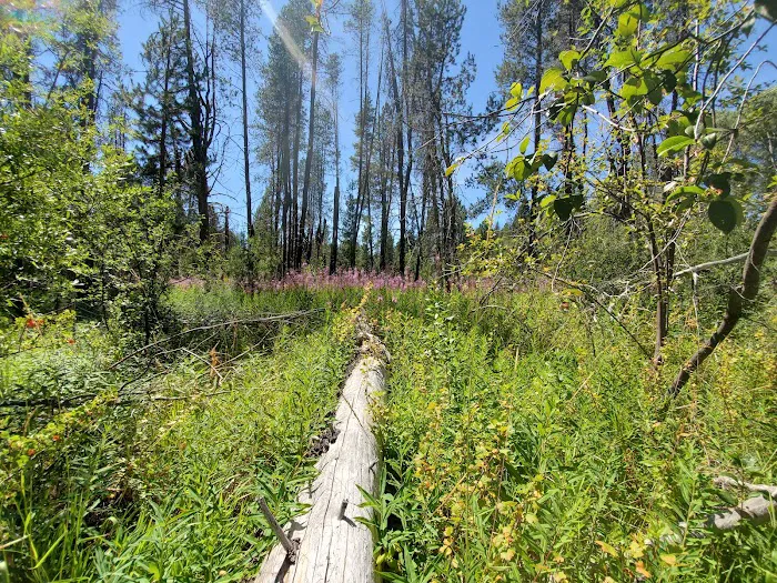 Williamson River Campground Picture 6