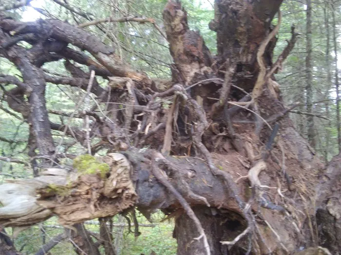 Threehorn Campground Picture 3